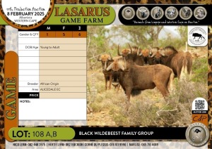 6X Black Wildebeest family group African Origin (Pay per Animal)