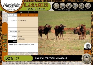 6X Black Wildebeest family group Lasarus Game Farm (Pay per Animal)