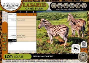 6X Zebra family group African Origin (Pay per Animal)