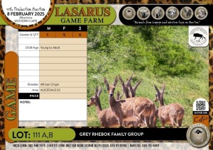 6X Grey Rhebok family group African Origin (Pay per Animal)