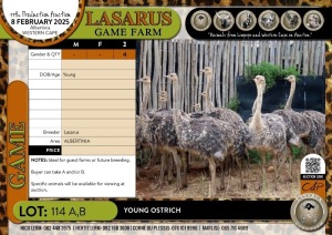 4X Young Ostrich Lasarus Game Farm (Pay per Animal)