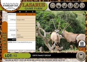 5X Oryx family group Lasarus Game Farm (Pay per Animal)