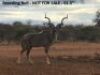Kudu - 3