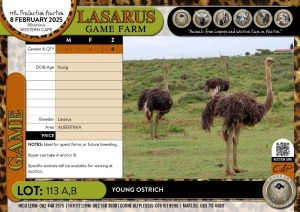 4X Young Ostrich Lasarus Game Farm (Pay per Animal)