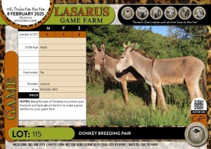 2X Donkey breeding pair Lasarus Game Farm (Pay per Animal)