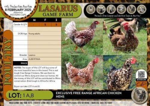 5X Exclusive Free Range African Chicken hens Lasarus Game Farm (Pay per Animal)
