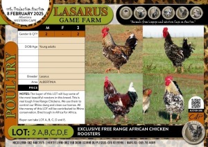 2X Exclusive Free Range African Chicken roosters Lasarus Game Farm (Pay per Animal)