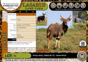 1X Nyala bull sired by 33" 'JOHN WICK' Lasarus Game Farm