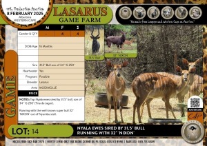 4X Nyala ewes sired by 31.5" bull running with 32" 'NIXON' Lasarus Game Farm (Pay per Animal)