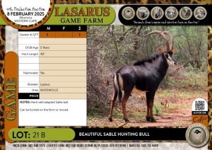 1X Beautiful Sable hunting bull Lasarus Game Farm