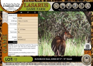 1X Bushbuck ram- sired by 17"-19" rams Lasarus Game Farm