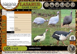 5X Guinea Fowls Lasarus Game Farm (Pay per Animal)