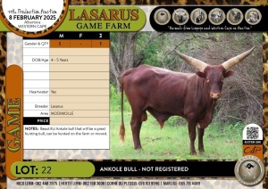 1X Ankole bull - Not registered Lasarus Game Farm