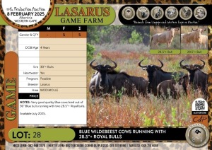 5X Blue Wildebeest cows running with 28.5"+ Royal bulls Lasarus Game Farm (Pay per Animal)