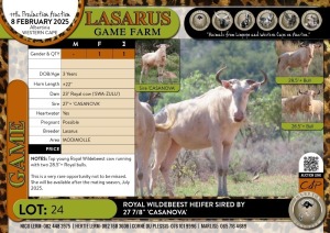 1X Royal Wildebeest heifer sired by 27 7/8" 'CASANOVA' Lasarus Game Farm