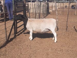 LOT 41 1 X DORPER OOI/EWE VICTOR KRUGER - T4