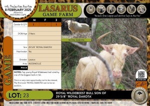 1X Royal Wildebeest bull son of 29 5/8" 'ROYAL DAKOTA' Lasarus Game Farm