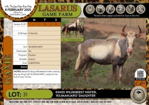 1X Kings Wildebeest heifer- 'KILIMANJARO' daughter Lasarus Game Farm