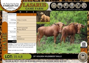 1X 29"+ Golden Wildebeest bull Nooitgedacht