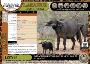 1X East African Buffalo cow 36 1/2" in calf to 52" 'QUATRO' Lasarus Game Farm