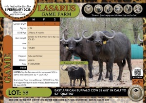 1X East African Buffalo cow 32 6/8" in calf to 52" 'QUATRO' Lasarus Game Farm