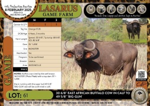 1X 30 6/8" East African Buffalo cow in calf to 49 5/8" 'BIG-GUN' Lasarus Game Farm