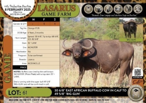1X 30 6/8" East African Buffalo&nbsp;cow in calf to 49 5/8" 'BIG-GUN' Lasarus Game Farm
