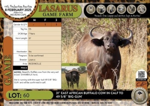 1X 31" East African Buffalo&nbsp;cow in calf to 49 5/8" 'BIG-GUN' Lasarus Game Farm