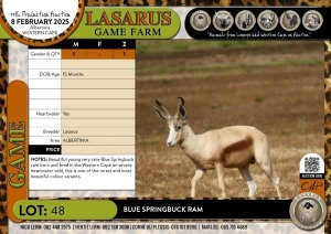 1X Blue Springbuck ram Lasarus Game Farm