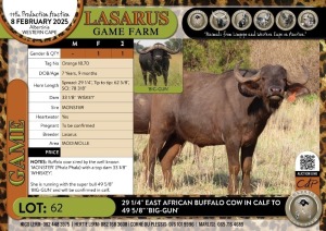 1X 29 1/4" East African Buffalo cow in calf to 49 5/8" 'BIG-GUN' Lasarus Game Farm