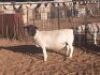 ONTTREK - LOT 70 1 X DORPER OOI/EWE VICTOR KRUGER - 2