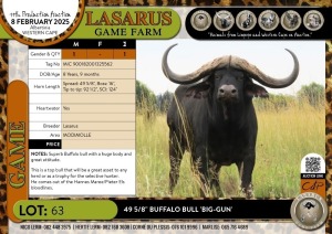 1X 49 5/8" Buffalo bull 'BIG-GUN' Lasarus Game Farm