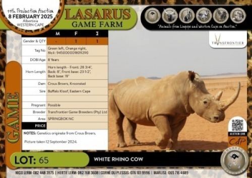 1X White Rhino cow Transfrontier Game Breeders (Pty)&nbsp;Ltd