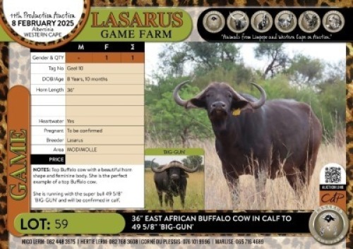 1X 36" East African Buffalo&nbsp;cow in calf to 49 5/8" 'BIG-GUN' Lasarus Game Farm