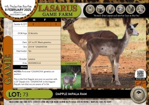 1X Dapple Impala ram Lasarus Game Farm