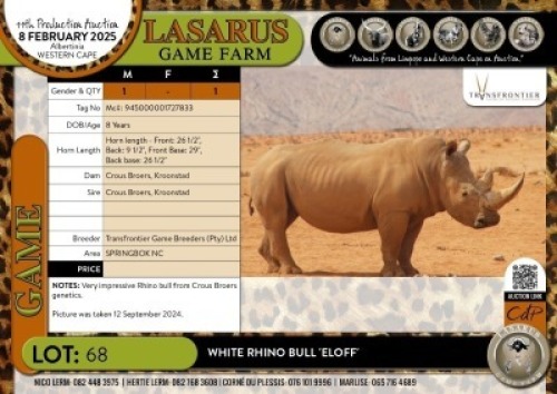 1X White Rhino bull 'ELOFF' Transfrontier Game Breeders (Pty)&nbsp;Ltd