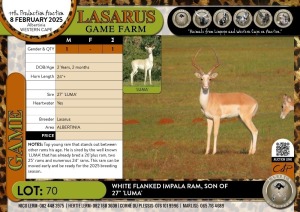 1X White Flanked Impala ram- son of 27" 'LUMA' Lasarus Game Farm