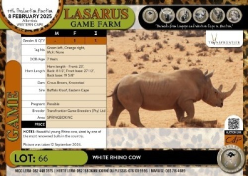 1X White Rhino cow Transfrontier Game Breeders (Pty)&nbsp;Ltd
