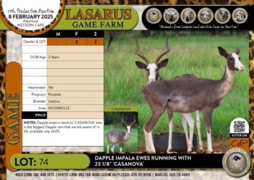 2X Dapple Impala ewes running with 23 1/8" 'CASANOVA' Lasarus Game Farm (Pay per Animal)