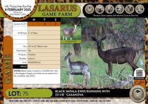 3X Black Impala ewes running with 23 1/8" 'CASANOVA' Lasarus Game Farm (Pay per Animal)