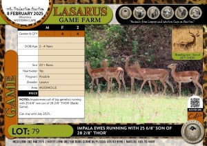 4X Impala ewes running with 25 6/8" son of 28 2/8" 'THOR' Lasarus Game Farm (Pay per Animal)