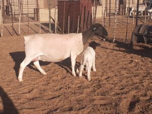 LOT 71 1 X DORPER OOI/EWE VICTOR KRUGER - T5