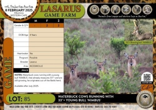 2X Waterbuck cows running with 33"+ young bull 'NIMBUS' Lasarus Game Farm (Pay per Animal)