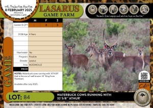 3X Waterbuck cows running with 32 5/8" 'ATHUR' Lasarus Game Farm (Pay per Animal)