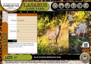 2X Blue Duiker breeding pair (Pay per Animal)