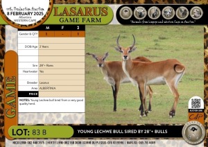 1X Young Lechwe bull sired by 28"+ bulls Lasarus Game Farm