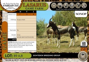 4X Bontebok breeding group (1M+3F) Sonop