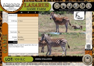 1X Zebra stallion Baardbos (Pay per Animal)