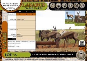 6X Kalahari Black Springbuck family group Lasarus Game Farm (Pay per Animal)