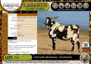 1X Stud Cape Lob Ear Ram - 'STILLKNOCKS' Lasarus Game Farm